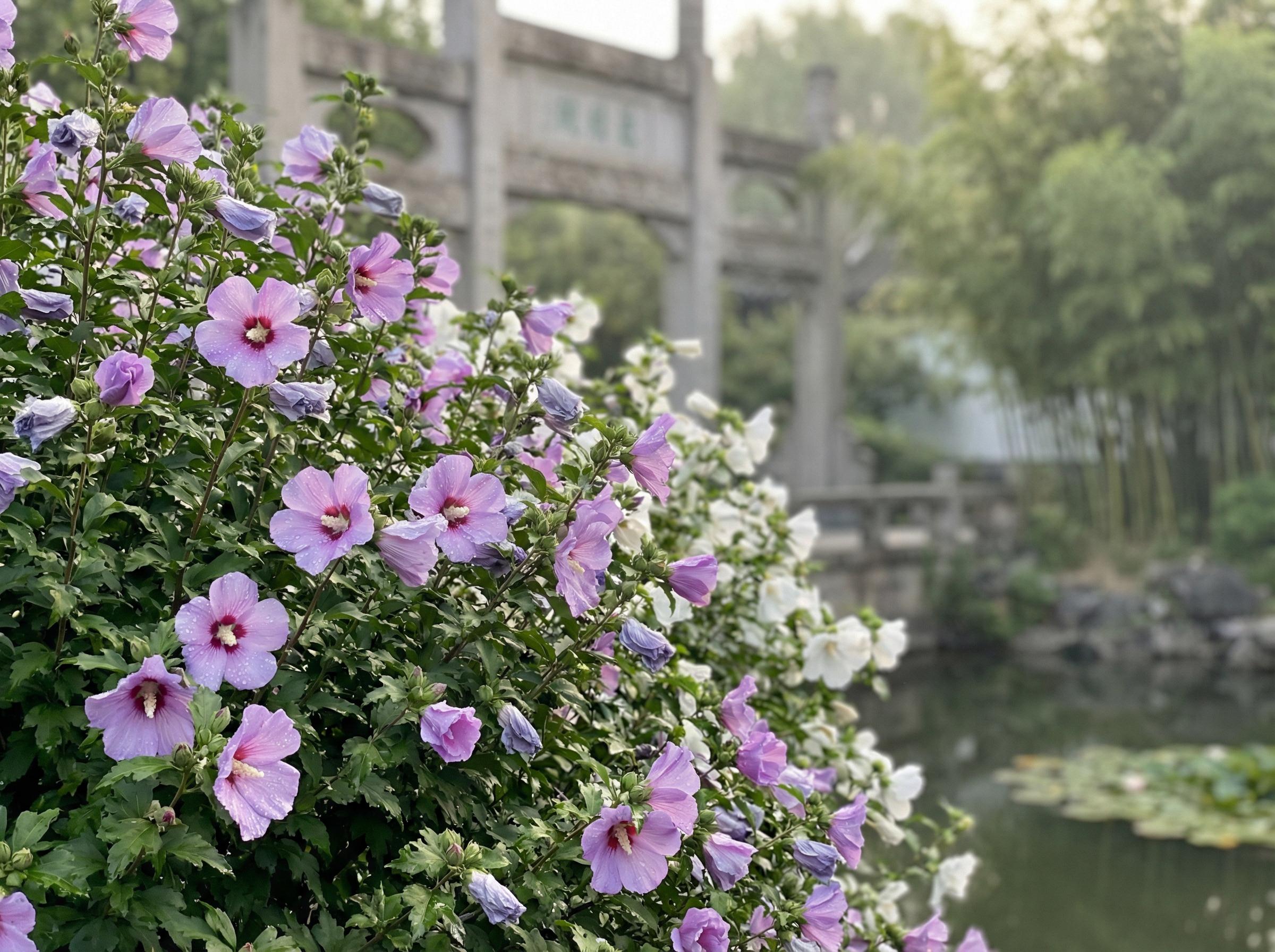 溏心vlog溏心vlog花卉：木槿花开四季视频记录